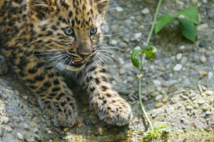 Amur, cat, cub, kitty, Leopard, look, stones, ©Tambako The Jaguar