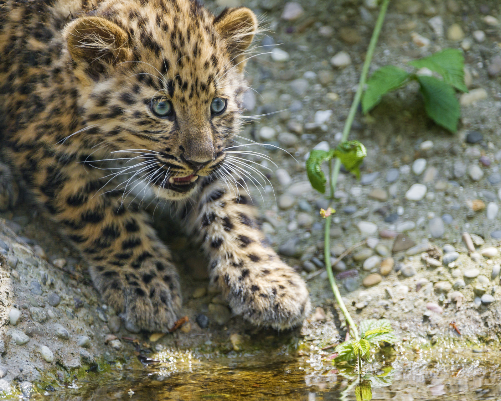 Regardez, chat, des pierres, lionceau, minou, Léopard, Amour, © Tambako Le Jaguar