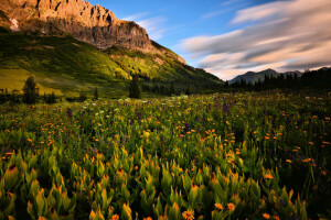 blomster, bjerge, natur, sommer