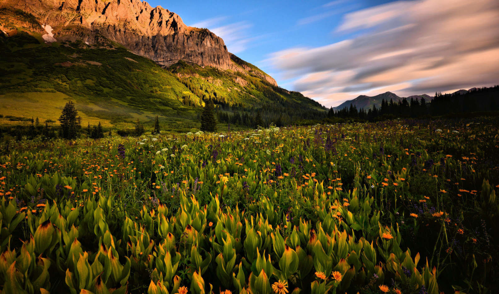 Natur, Sommer-, Blumen, Berge