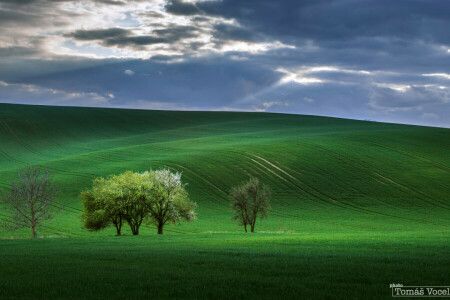 field, nature, Rays, spring, the sky, trees