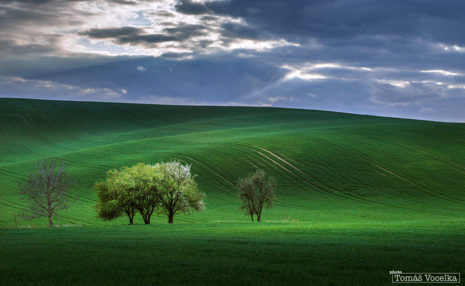 Natura, niebo, drzewa, pole, wiosna, Promienie