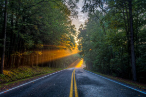 forêt, lumière, route