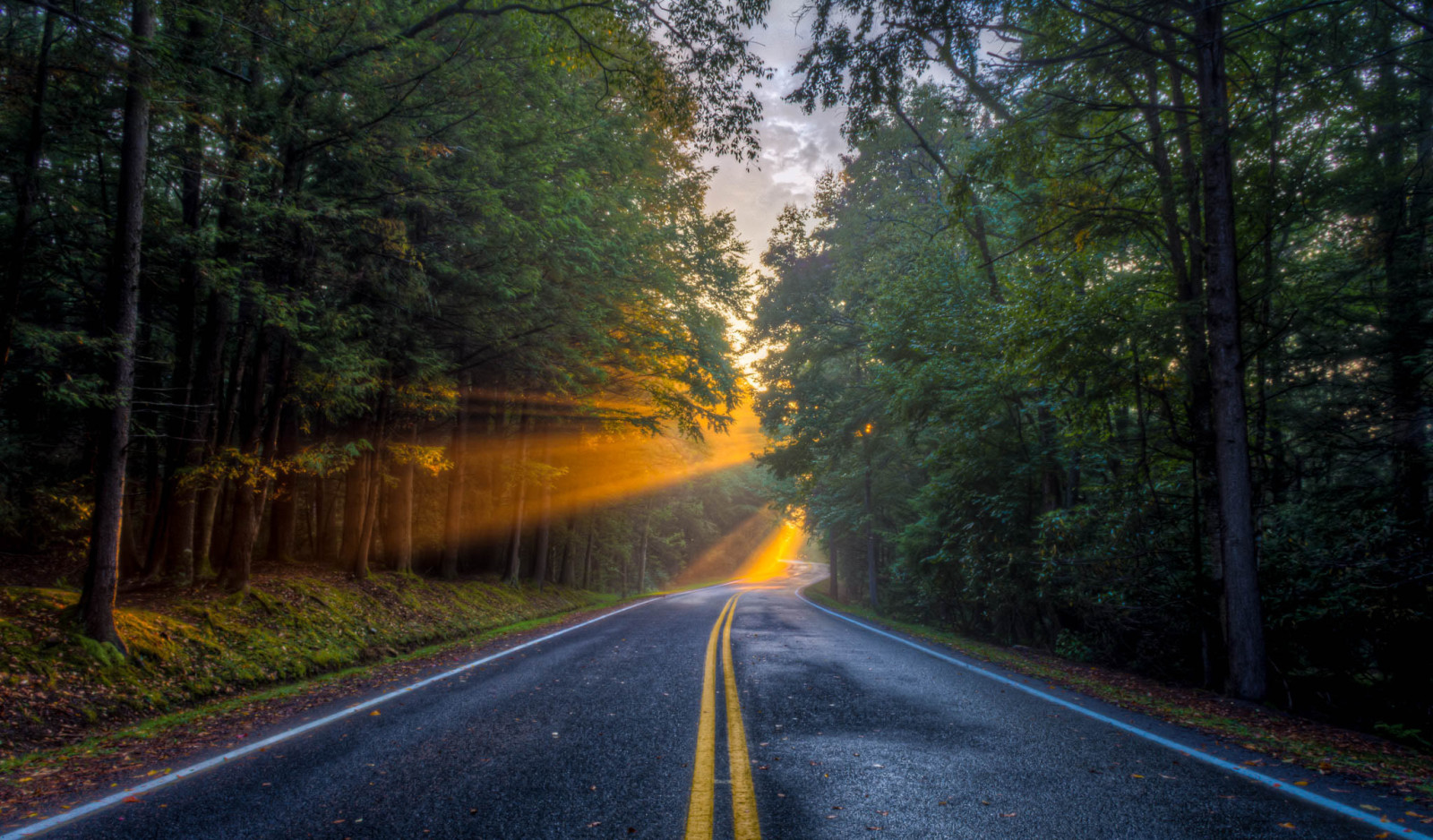 forest, light, road