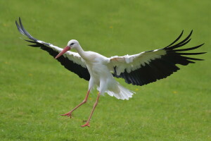 Vogel, Natur, Storch