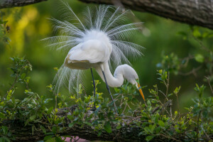 beak, bird, branches, feathers, forest, leaves