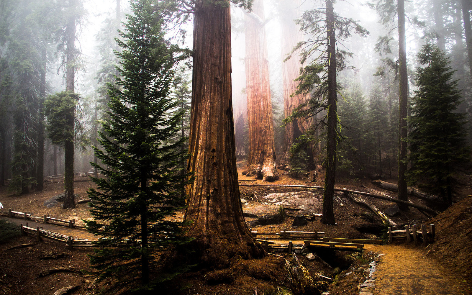 δέντρο, δάσος, Sequoia, Ερυθρόδενδρο