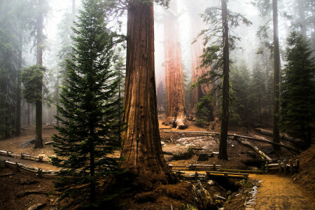 forest, Redwood, Sequoia, tree