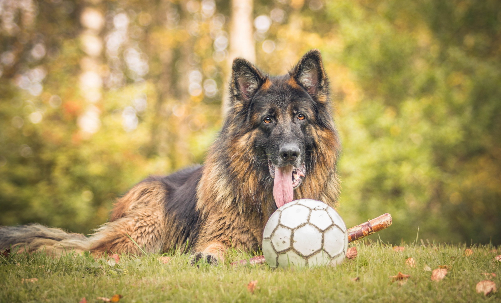 bak, köpek, her biri, top