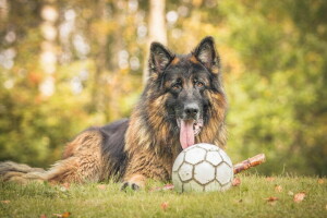 chien, chaque, Regardez, le ballon