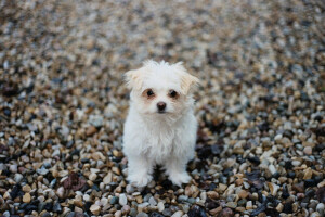 hond, elk, kijken, puppy