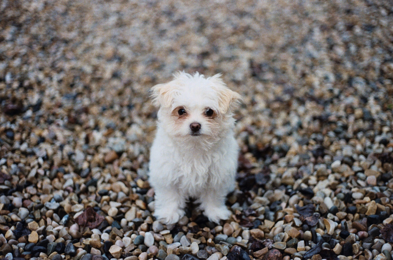 Guarda, cane, cucciolo, ogni