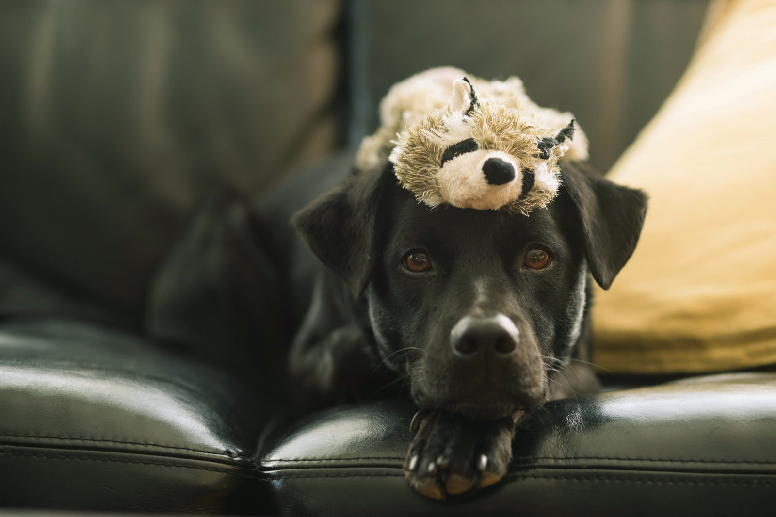 kijken, hond, elk