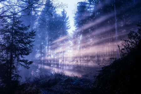 BEAUTÉ, forêt, la nature, Des rayons, des arbres