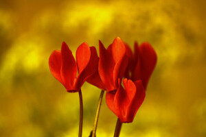 exótico, flores, naturaleza, pétalos, planta