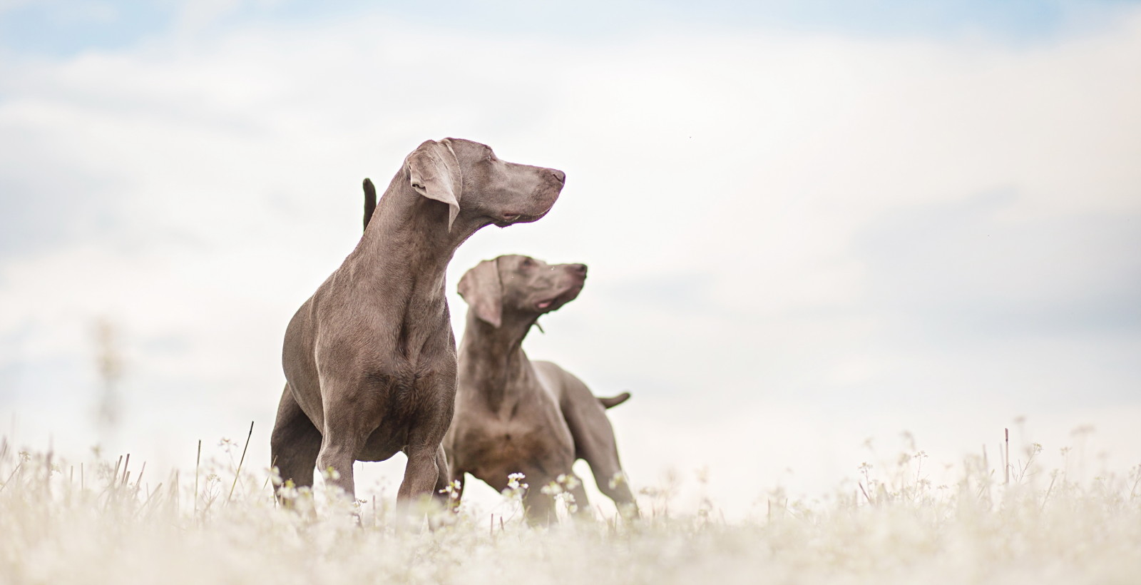 baggrund, venner, hunde