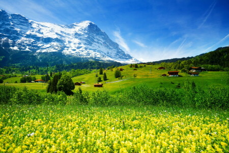 field, flowers, forest, Glacier, grass, greens, Houses, mountains