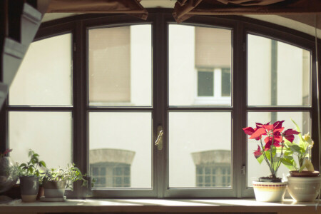 flowers, glass, pots, window