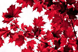 autumn, branch, leaves, maple, The crimson