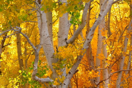 herfst kleuren, Vallen, bomen