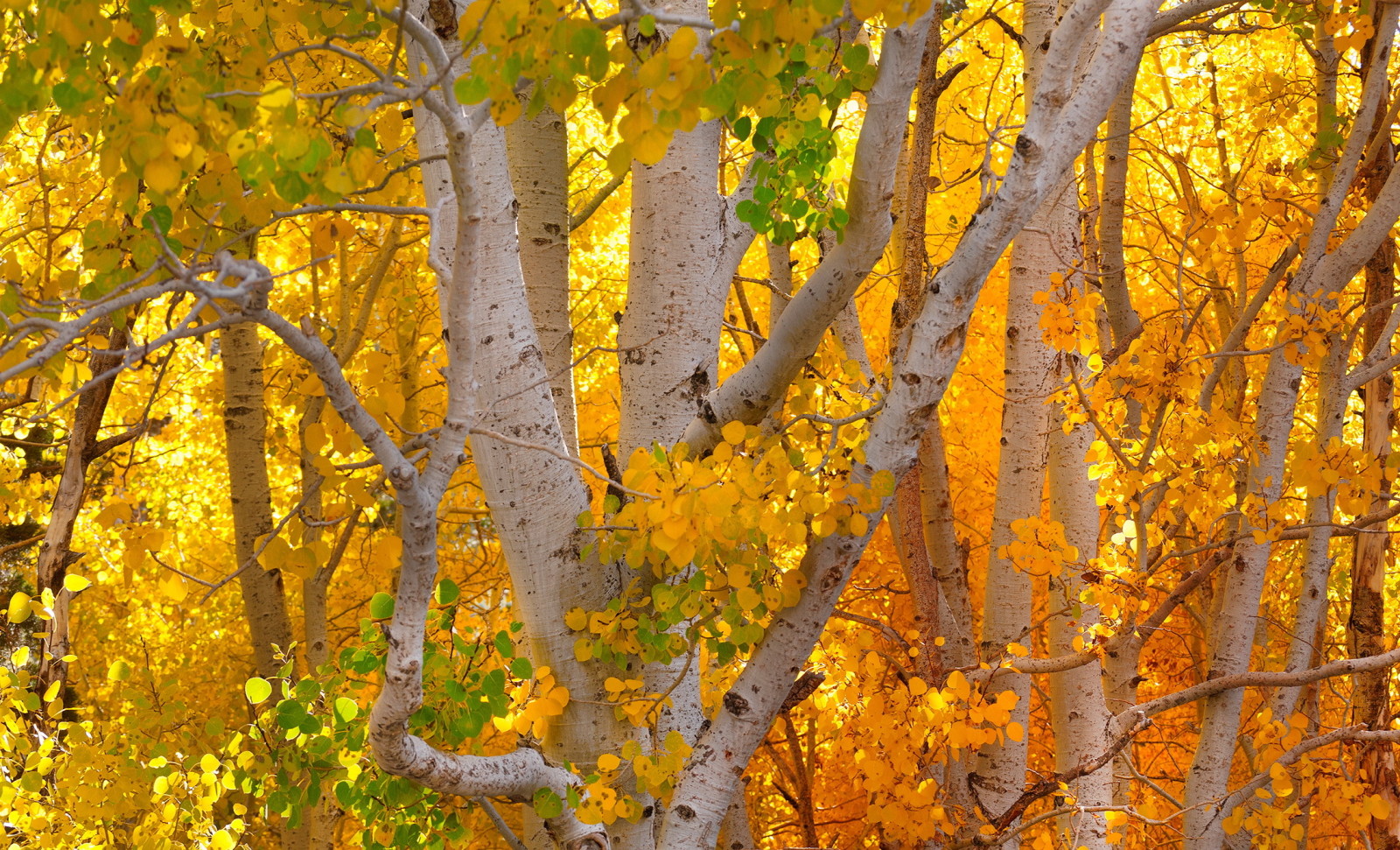 des arbres, Tomber, couleurs d'automne