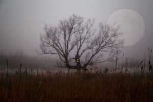 Oddział, Krzak, pole, mgła, Halloween, noc, Księżyc, drzewo