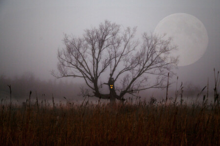 ramo, cespuglio, campo, nebbia, Halloween, notte, La luna, albero