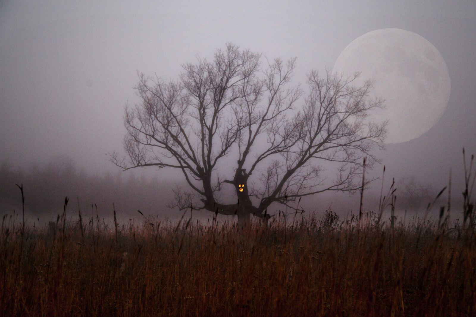 tree, field, night, The moon, branch, Bush, fog, Halloween