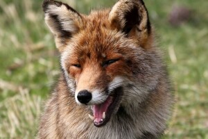 Renard, ambiance, rouge, sourire