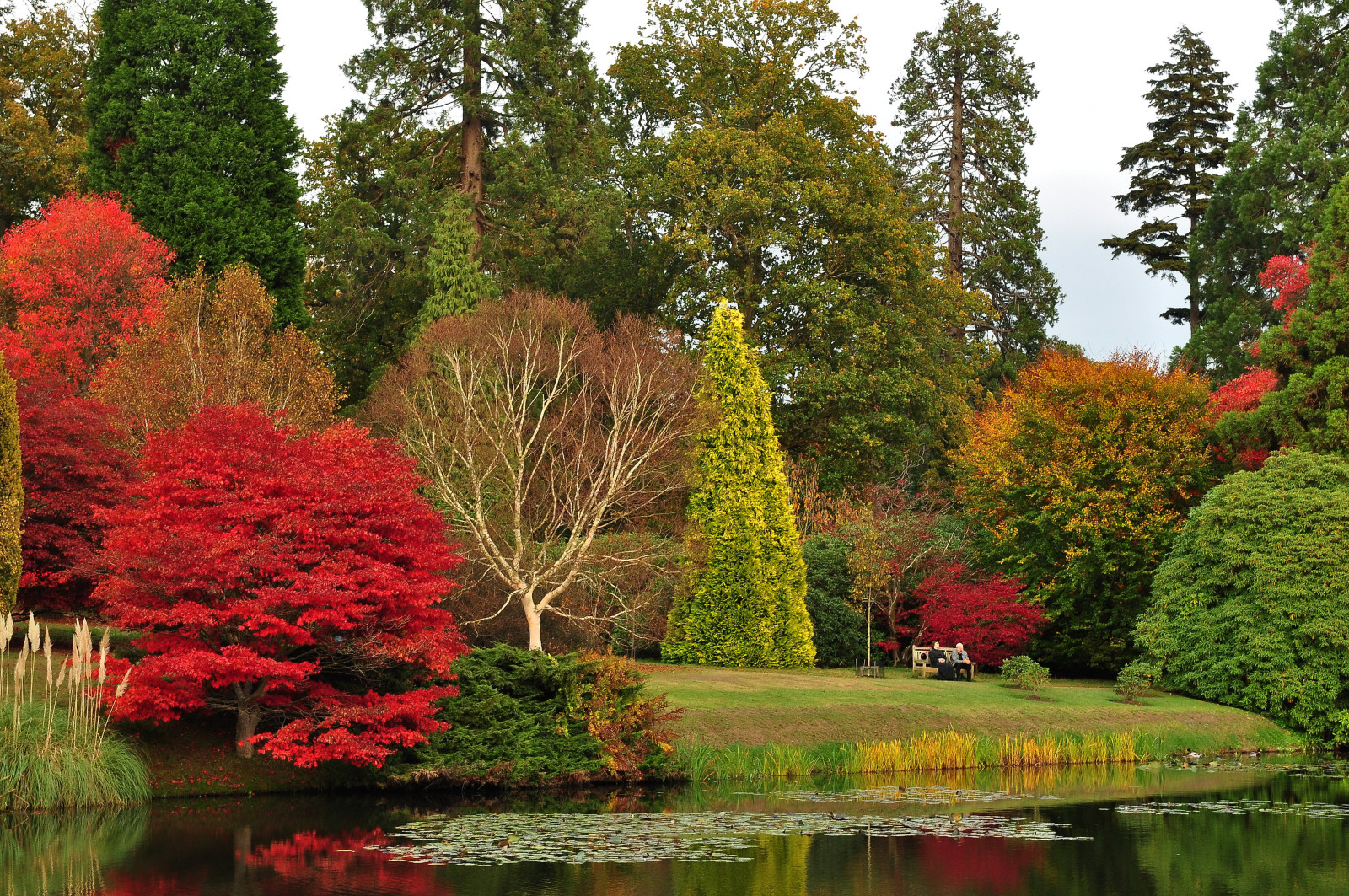 otoño, Parque, arboles, césped, estanque, Reino Unido, permanecer, banco