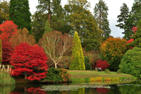 autunno, panchina, prato, Parco, stagno, restare, alberi, UK