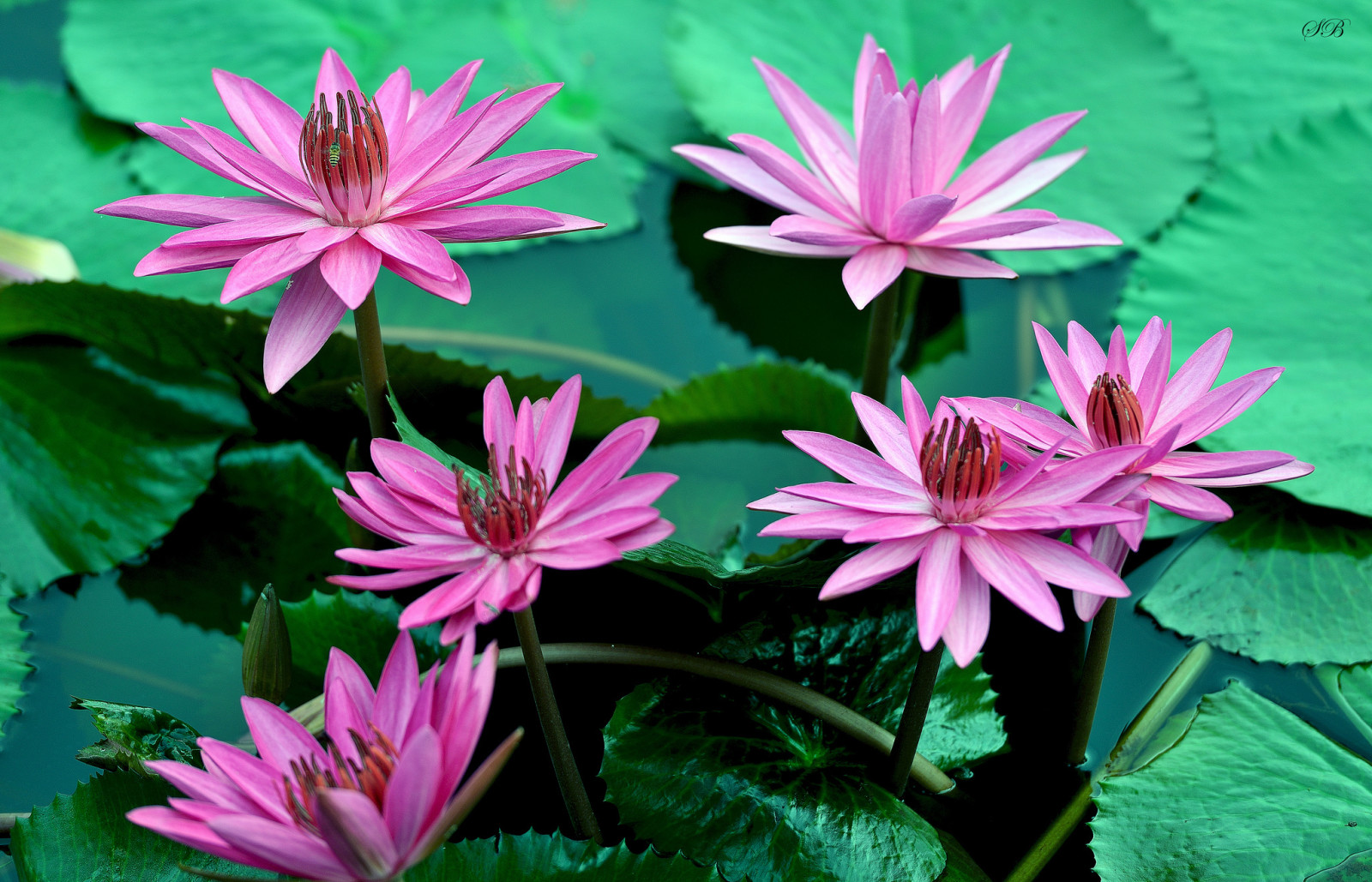 nénuphars, fleurs, feuilles, l'eau, floraison