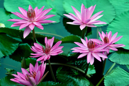 flowering, flowers, leaves, water, water lilies