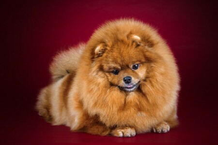 mullido, rojo, Perro de Pomerania