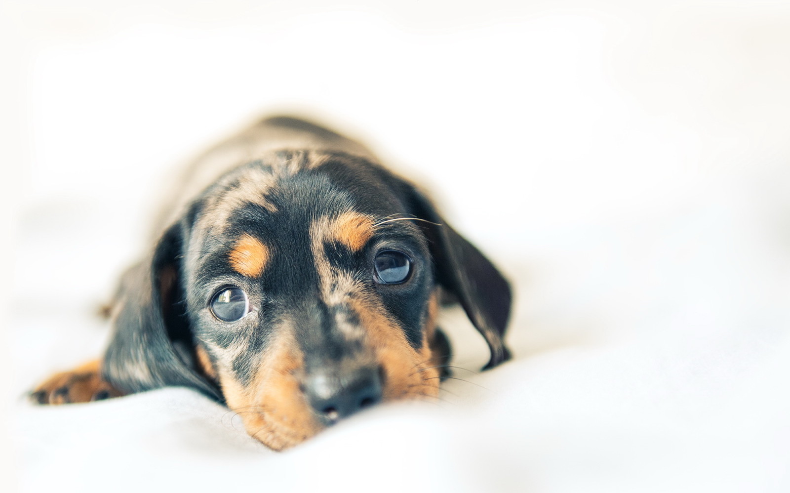 Guarda, cane, ogni