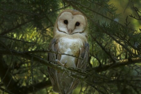 oiseau, branches, hibou, la chouette effraie