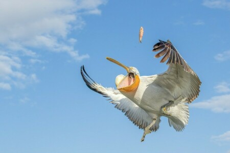 bird, fish, Pelican, the sky, wings