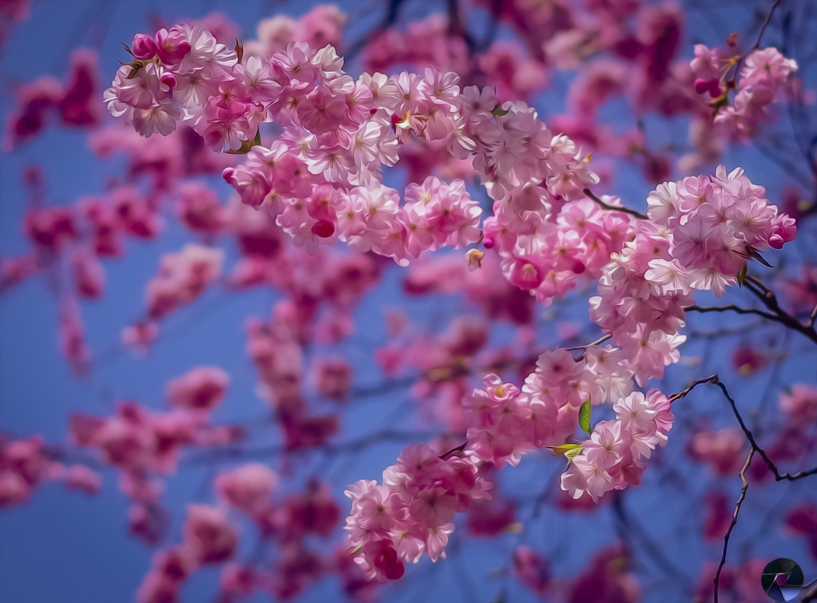 grener, kirsebær, blomstring, behandling, Sakura