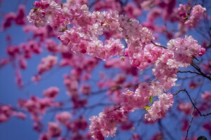 grenar, Körsbär, blommande, Sakura, behandling