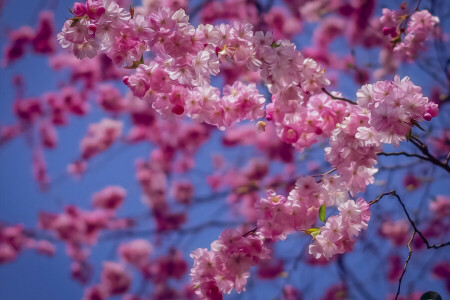 galhos, cereja, floração, Sakura, tratamento