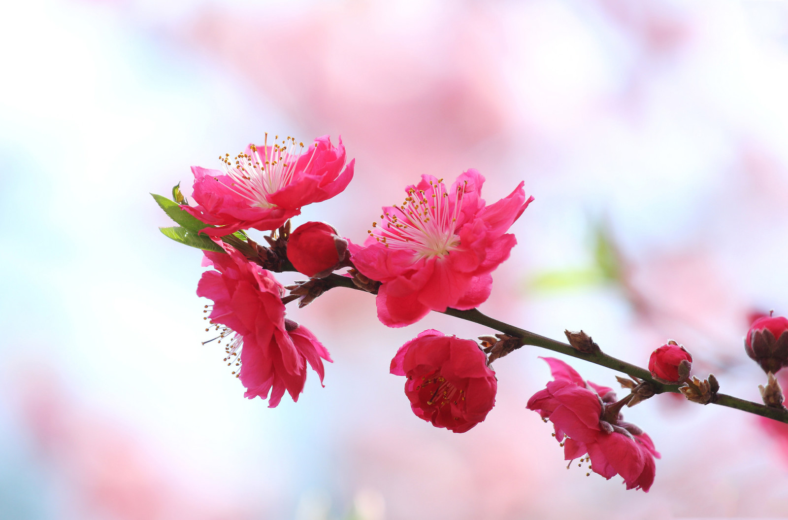 la nature, printemps, branche, pétales, Jardin