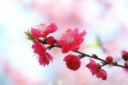 rama, Jardín, naturaleza, pétalos, primavera