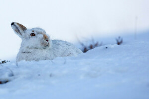 ører, hare, snø, hvit, vinter