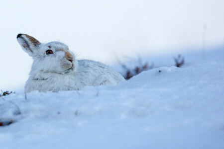 oreilles, lièvre, neige, blanc, hiver