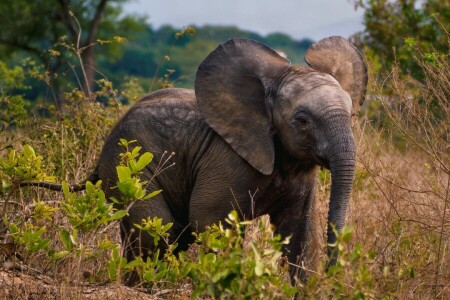 Africa, elephant, plants, Savana, wildlife