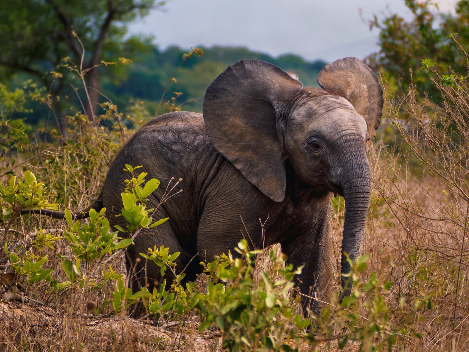 plants, Africa, wildlife, elephant, Savana