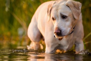 cachorro, Veja, água