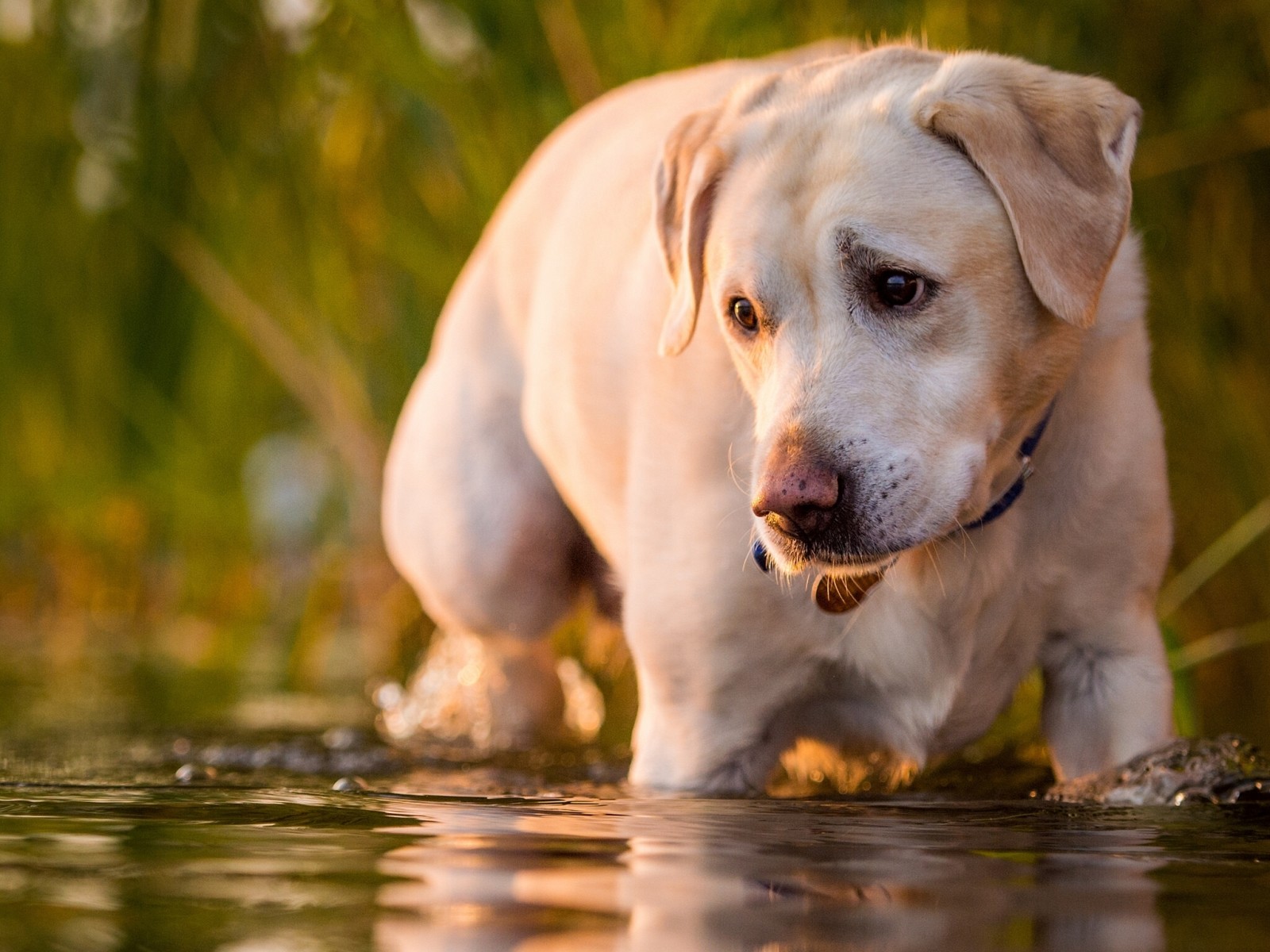 kijken, hond, water