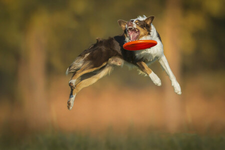 Aport, Border Collie, Rasse, Fängt, Platte, Hund, Frisbeescheibe, springen