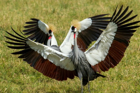 uccello, natura